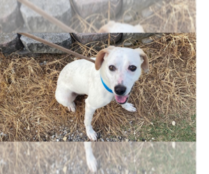 Mutt Dogs for adoption in Evansville, IN, USA