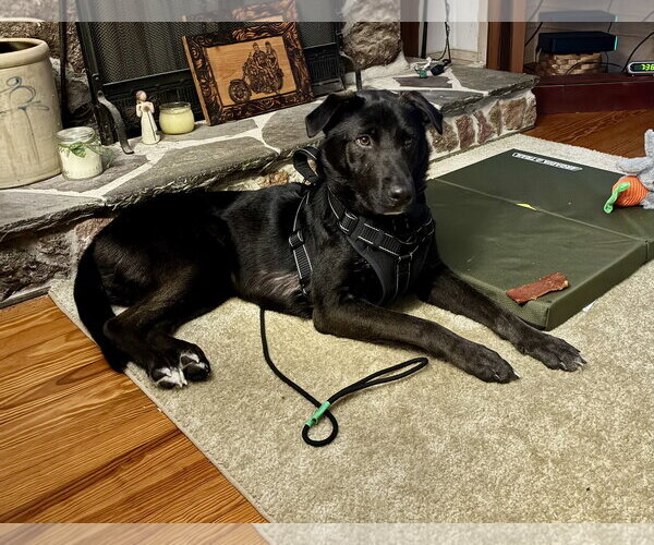 Medium Photo #7 Labrador Retriever-Unknown Mix Puppy For Sale in Mount Laurel, NJ, USA