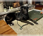 Small #6 Labrador Retriever Mix