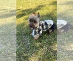 Small Photo #83 Yorkshire Terrier Puppy For Sale in WARSAW, IN, USA