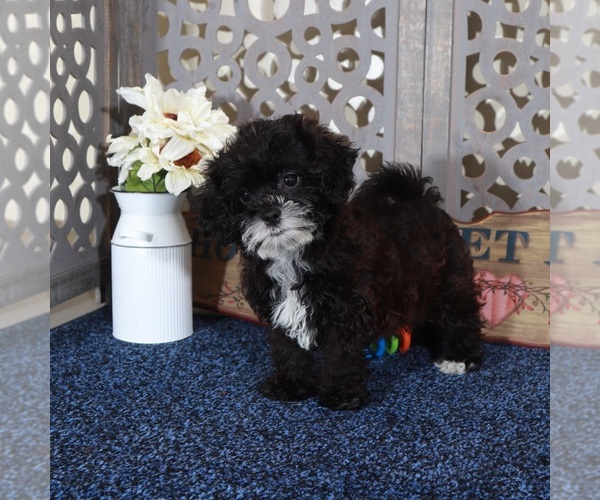 Medium Photo #3 ShihPoo Puppy For Sale in MOUNT VERNON, OH, USA