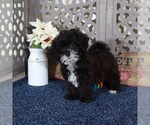 Small #2 ShihPoo