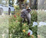 Small #4 Faux Frenchbo Bulldog
