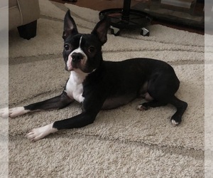 Boston Terrier Puppy for sale in LAWRENCEVILLE, GA, USA