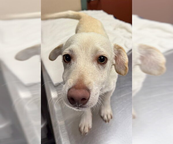 Medium Photo #1 Chiweenie Puppy For Sale in Rancho Cucamonga, CA, USA