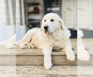 Mother of the Maremma Sheepdog puppies born on 04/10/2025