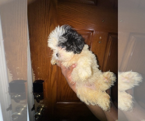 Medium Photo #8 Shih Tzu Puppy For Sale in SNELLVILLE, GA, USA