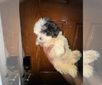 Small Photo #8 Shih Tzu Puppy For Sale in SNELLVILLE, GA, USA