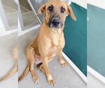 Small #2 Black Mouth Cur Mix