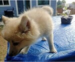 Small Photo #71 Pomsky Puppy For Sale in LOVELAND, CO, USA