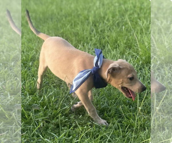 Medium Photo #8 American Pit Bull Terrier-Unknown Mix Puppy For Sale in Oakhurst, NJ, USA