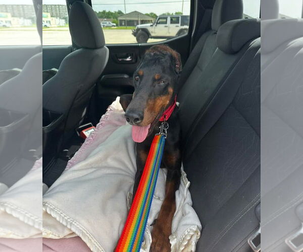 Medium Photo #8 Doberman Pinscher Puppy For Sale in Buffalo, MN, USA