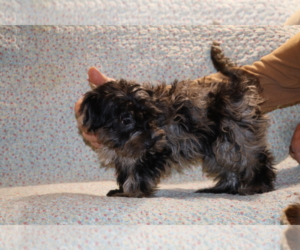 Medium Photo #27 Yorkiepoo mix (+ Poodle Toy) Puppy For Sale in DYERSBURG, TN, USA