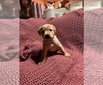 Small Photo #1 Labrador Retriever Puppy For Sale in HALIFAX, PA, USA