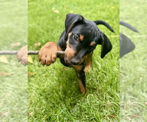 Mutt Dogs for adoption in Evansville, IN, USA