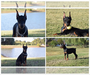 Doberman Pinscher Puppy for sale in COLUMBIA, MO, USA