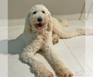 Poodle (Standard)-Unknown Mix Dogs for adoption in Washington, DC, USA