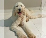 Small Poodle (Standard) Mix