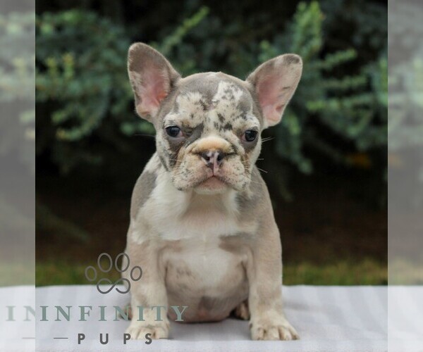 Medium Photo #1 French Bulldog Puppy For Sale in EAST EARL, PA, USA
