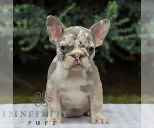 French Bulldog Puppy for sale in EAST EARL, PA, USA