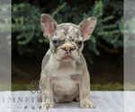 Small French Bulldog