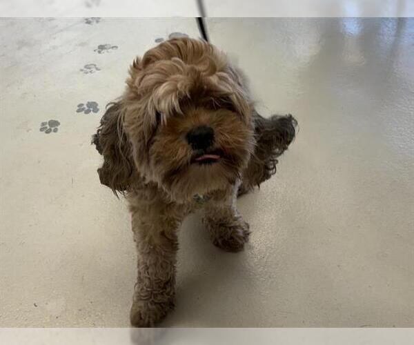 Medium Photo #1 Poodle (Miniature)-Unknown Mix Puppy For Sale in Santa Cruz, CA, USA