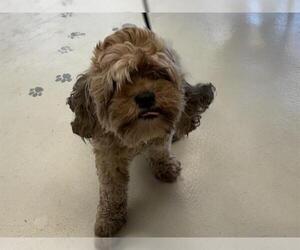 Poodle (Miniature)-Unknown Mix Dogs for adoption in Santa Cruz, CA, USA