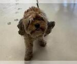 Small Poodle (Miniature) Mix