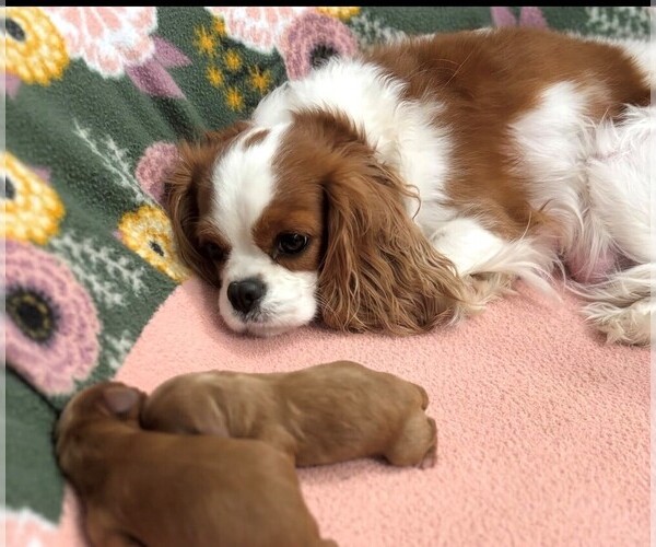 Medium Photo #1 Cavapoo (Toy) Puppy For Sale in FORT WORTH, TX, USA
