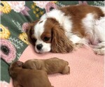 Small Photo #1 Cavapoo (Toy) Puppy For Sale in FORT WORTH, TX, USA
