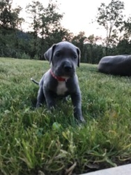 Great Dane Puppy for sale in EUGENE, OR, USA