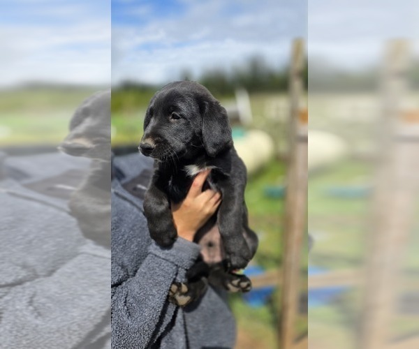Medium Photo #2 Golden Shepherd Puppy For Sale in FERNDALE, WA, USA