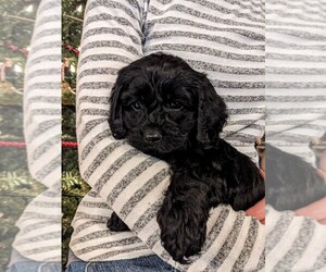 Cockapoo Puppy for Sale in SALEM, Missouri USA