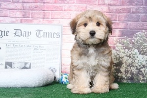 Morkie Puppy for sale in BEL AIR, MD, USA