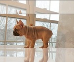 Small Photo #13 French Bulldog Puppy For Sale in MANHATTAN, NY, USA