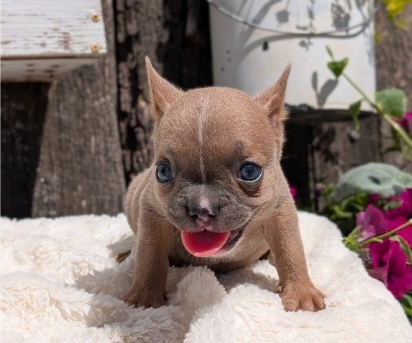 Medium Photo #50 French Bulldog Puppy For Sale in GOSHEN, IN, USA