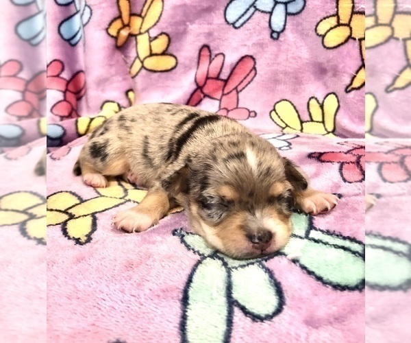Medium Photo #4 Chihuahua Puppy For Sale in SHERMAN, TX, USA