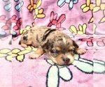 Small #3 Chihuahua