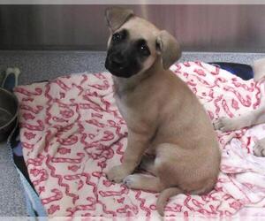 Shepradors Dogs for adoption in Orange, CA, USA