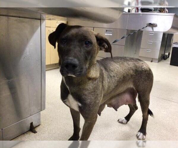 Medium Photo #1 American Pit Bull Terrier-Labrador Retriever Mix Puppy For Sale in Riverside, CA, USA