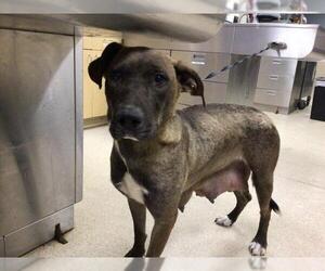 Medium American Pit Bull Terrier-Labrador Retriever Mix