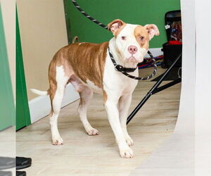 Medium American Pit Bull Terrier