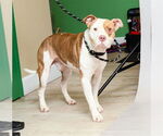 Small American Pit Bull Terrier