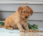 Small Photo #16 Golden Retriever Puppy For Sale in WOLCOTTVILLE, IN, USA