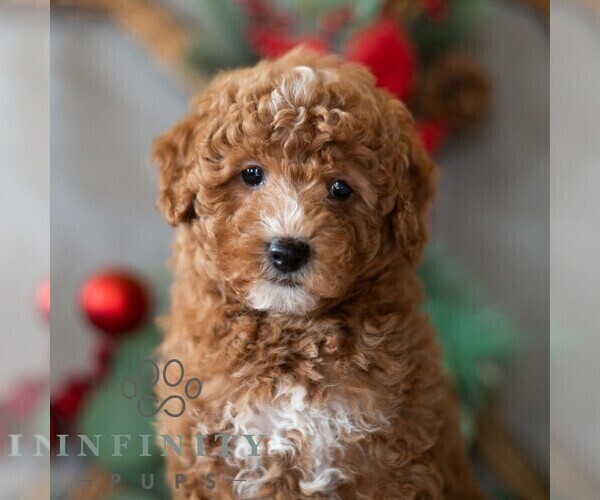 Medium Photo #1 Bichpoo Puppy For Sale in DORNSIFE, PA, USA