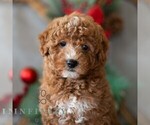 Small Photo #1 Bichpoo Puppy For Sale in DORNSIFE, PA, USA