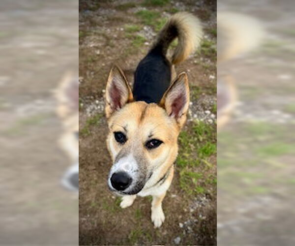 Medium Photo #2 Siberian Husky-Unknown Mix Puppy For Sale in Pleasanton, TX, USA