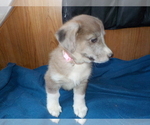 Small Photo #59 Australian Shepherd-Pembroke Welsh Corgi Mix Puppy For Sale in GALLEGOS, NM, USA