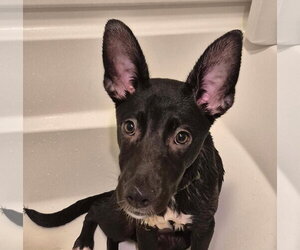 Hanna - Female Labrador Retriever-Unknown Mix Dog for Adoption - Photo #3