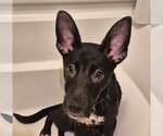 Small #2 Labrador Retriever Mix